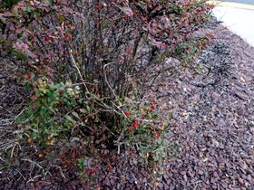 45-day9-berberis.jpeg